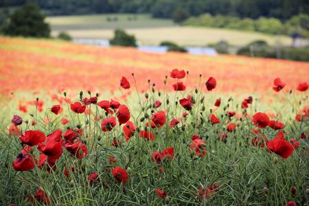 fleurs des champs coquelicots rouges lumineuses dans un champ sur les collines de Chiltern Aldbury